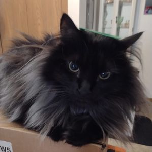 Meet your Posher, Hallee